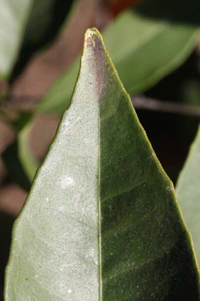              Margin (Riverside, CA)       